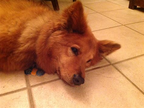 Chow-German Shepherd Mix | German shepherd mix, German shepherd, Chow chow