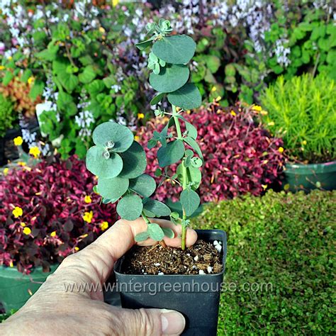 Eucalyptus Tree For Sale Bristol at Chris Colon blog