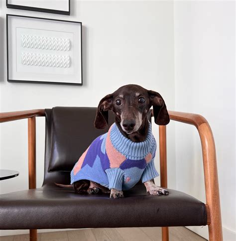 Sunbean's Dachshund Dog Clothes: Fun, Stylish, & Comfy Apparel