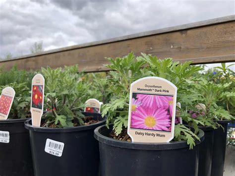 Growing perennial mums in your garden 🌸 🌿 Discover the joys of these ...