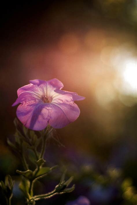 Do Deer Eat Petunia? - Green Packs