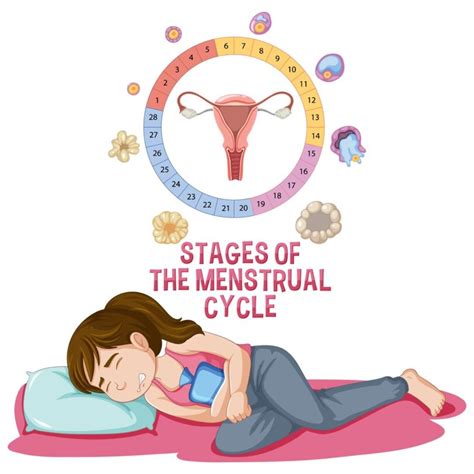 Types of Menstruation