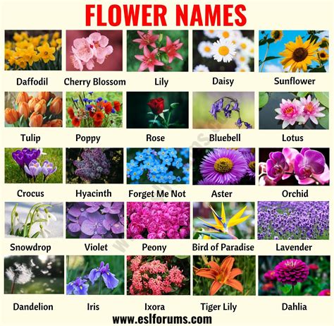 Types of flowers