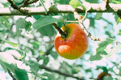 Image result for Small Apple Tree Farm
