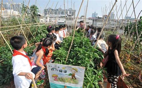 天台变身“开心菜园” 珠海这所学校每个班都有专属小菜地