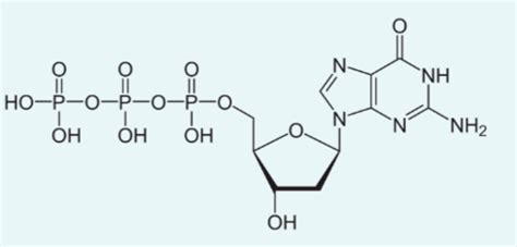 Base pair Structure 的图像结果