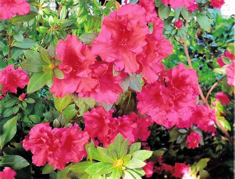 Are Azalea Bushes Deer Resistant