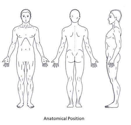 Image result for Anatomical Position Explained