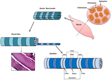 Image result for Skeletal Muscle Tissue Function