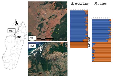 Effects of Forest Fragmentation on Connectivity and Genetic Diversity ...