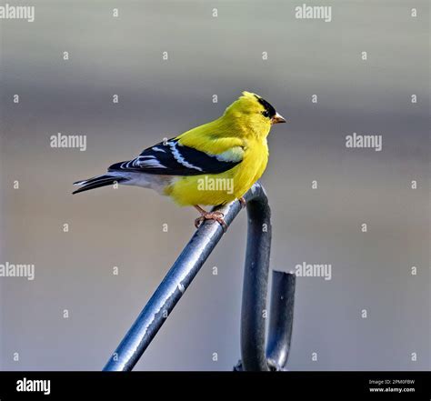 A beautiful vibrant yellow Goldfinch. The American goldfinch is a small ...