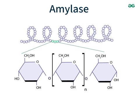 Amylase – MyDiagnostics