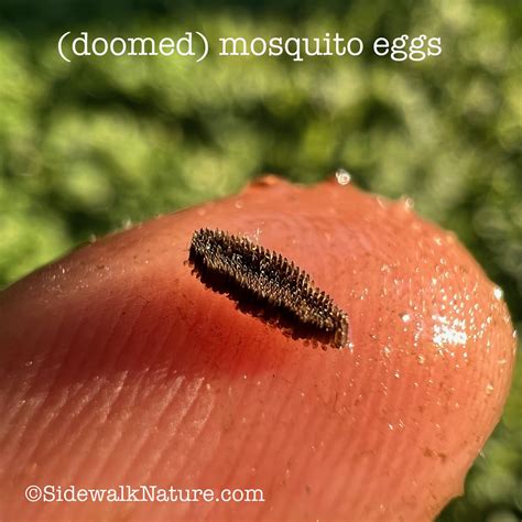 Mosquitoes Eggs