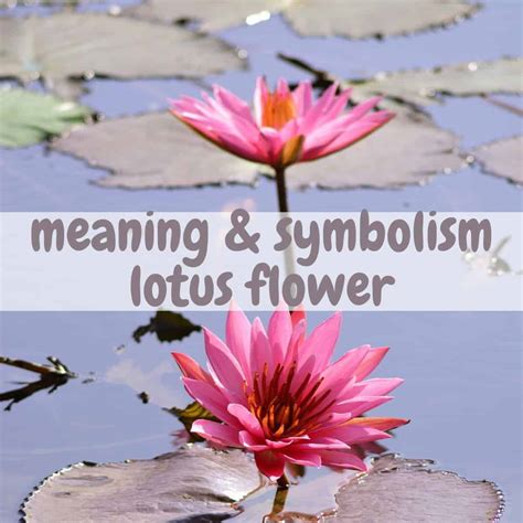 Meaning and Symbolism of the Lotus Flower. - SimplyBeyondHerbs