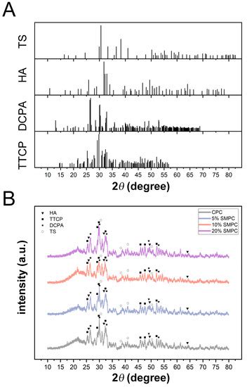 In Vitro and In Vivo Evaluation of Injectable Strontium-Modified ...