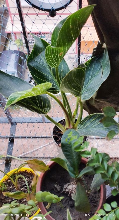 Philodendron Birkin Indoor Plants for Sale | Buds N Blush