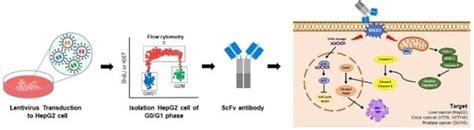 An Antagonist Antibody That Inhibits Cancer Cell Growth In Vitro ...