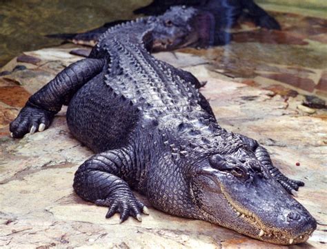 Free Images : nature, rock, looking, wildlife, tropical, predator, reptile, fauna, eye, head ...