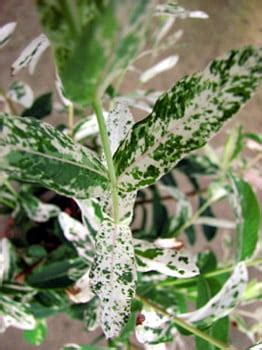 Buy Hakuro Nishiki Japanese Dappled Willow - Bonsai/Outdoors - 4 Pot ...