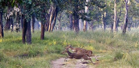 Fauna in Pench National Park, Pench Flora