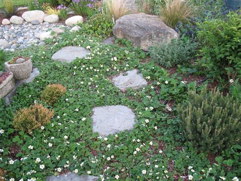 beach-strawberries, Fragaria chiloensis Ornmental Strawberry | Native ...