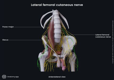 Lateral femoral cutaneous nerve | Anatomy.app