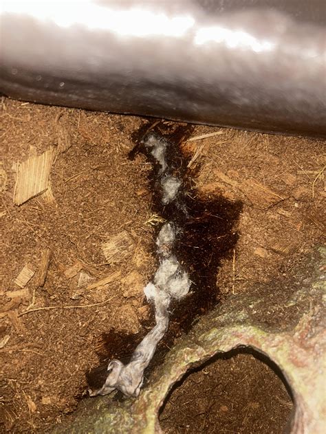 Sick Ball Python 的图像结果