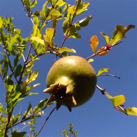 Punica granatum C5 Globuli | Globuli kaufen Remedia