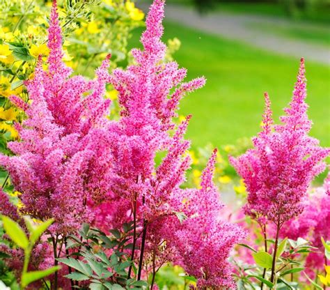 Shrubs For Full Shade Perennial
