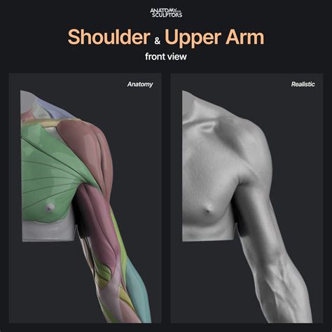 Arm Anatomy For Sculptors at Murray Baxter blog