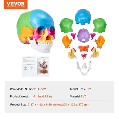 VEVOR Human Skull Model, 22 Parts Human Skull Anatomy, Life-Size Painted Anatomy Skull Model ...