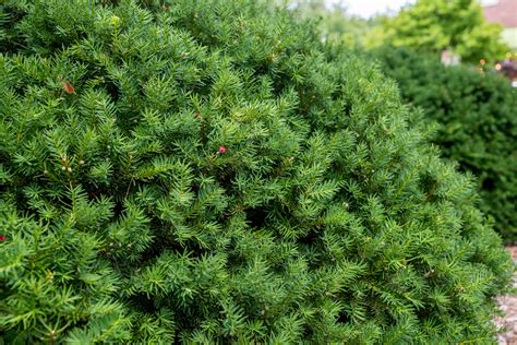 How to Grow and Care for Yew