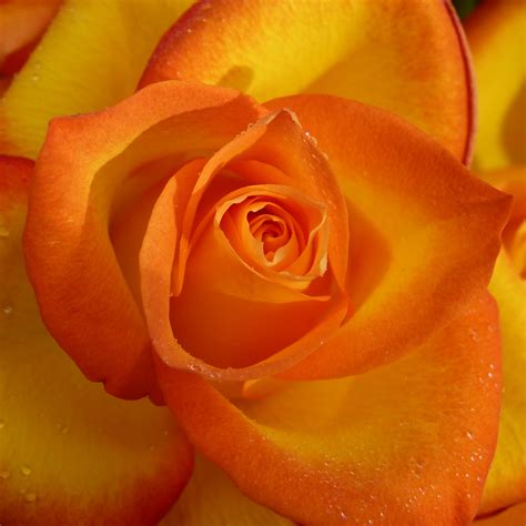 Free Images : flower, petal, orange, yellow, close up ...