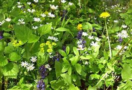 Image result for Spring Meadow Cartoon