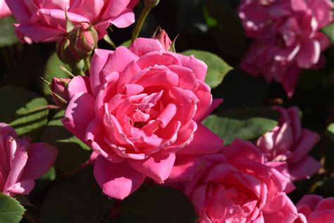 Pink Double Knock Out Rose