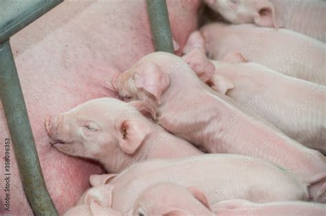 Intensive Pig Farming 的图像结果