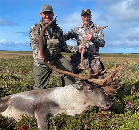 Hunt Caribou In Alaska