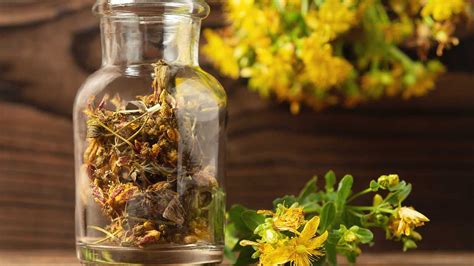 Cuidados y Usos de la Hierba de San Juan: Propiedades, Beneficios ...