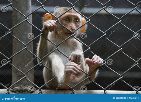 Sad monkey in cage stock photo. Image of loneliness, lonely - 32891032