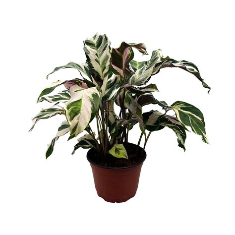 Calathea Stella, 6 inch, Beautiful White Variegated House Plant Lietzei Fusion White - Walmart.com