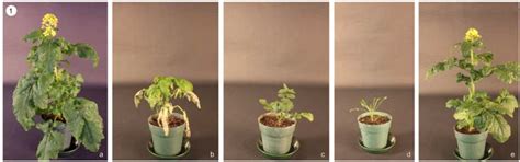 Genetic Variation in Morphology, Seed Quality and Self-(in ...