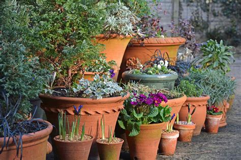 What Outdoor Potted Plants Can Survive Winter at Jenny Mcnear blog