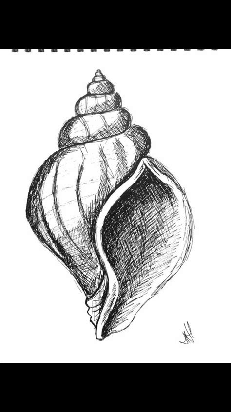Shell Drawing 的图像结果