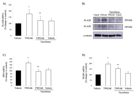 Tacrolimus Prevents TWEAK-Induced PLA2R Expression in Cultured Human ...