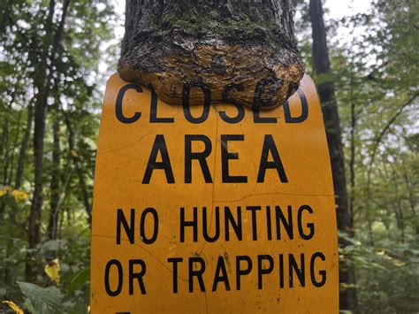 This tree grew over the sign, but under the paint.