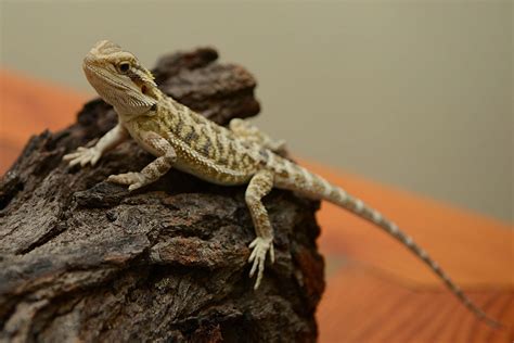Interesting Facts About Baby Bearded Dragon | Pets Nurturing