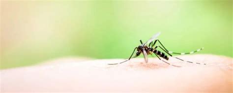 蚊子咬人后能活多久 - 知百科