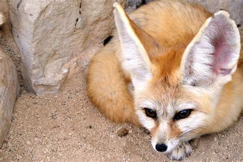 Fennec Fox Extinction 的图像结果