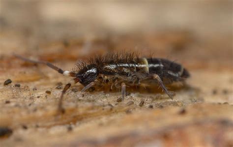 Image result for Spring Tails Fast