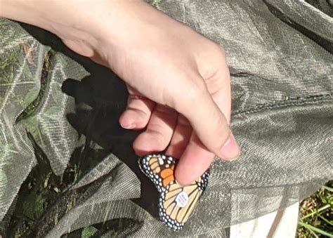 Monarch Tagging Program 的图像结果
